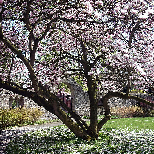 Ein Magnolienbaum in voller Blüte im Garten des Stifts Fischbeck.