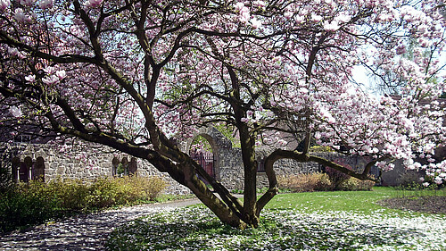 Ein Magnolienbaum in voller Blüte im Garten des Stifts Fischbeck.