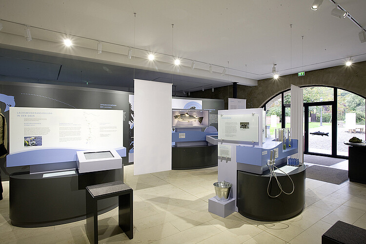 Eine moderne Ausstellung mit Vitrinen und multimedialen Stationen zum Leben des Lachses.