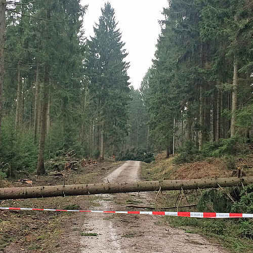 Ein Waldweg ist mit Absperrband blockiert, dahinter liegt ein umgefallener Nadelbaum.