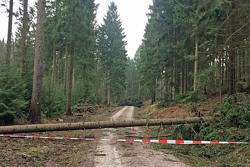 Ein Waldweg ist mit Absperrband blockiert, dahinter liegt ein umgefallener Nadelbaum.
