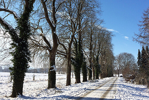 Eine Reihe von hochgewachsenen Kastanien steht an einer Straße, die Landschaft umher ist verschneit.
