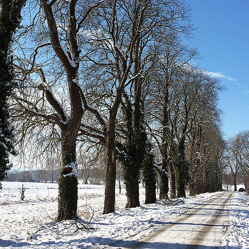 Eine Reihe von hochgewachsenen Kastanien steht an einer Straße, die Landschaft umher ist verschneit.