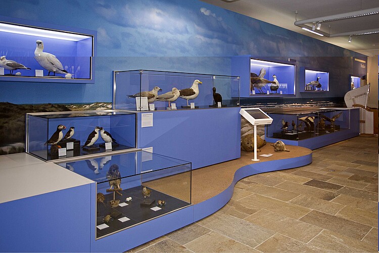 Nordseevögel in Vitrinen.