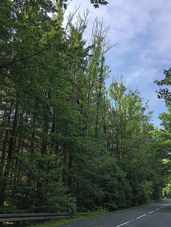Hohe Bäume stehen am Straßenrand und sind teilweise von Efeu bewachsen.