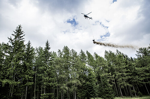 Ein Hubschrauber flieg oberhalb von Nadelbäumen und aus einem Behälter, der unterhalb hängt, entweicht eine Staubwolke.