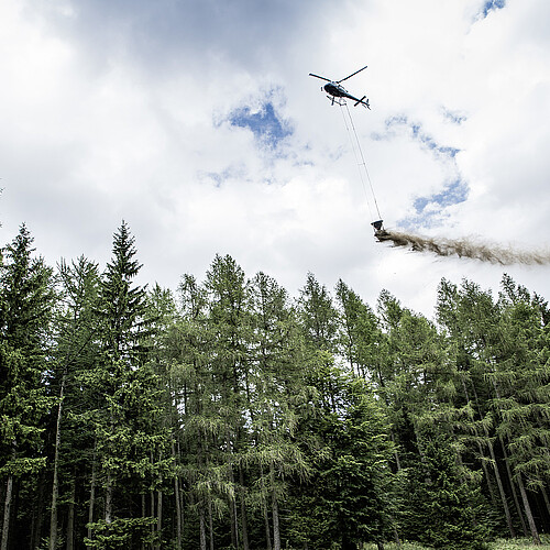 Ein Hubschrauber flieg oberhalb von Nadelbäumen und aus einem Behälter, der unterhalb hängt, entweicht eine Staubwolke.