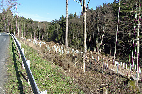 Blick auf die frisch angepflanzten Laubbäume