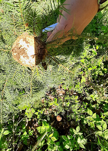 Blick von oben auf einen abgeschnittenen jungen Nadelbaum. Daneben ist eine Hand zu sehen.
