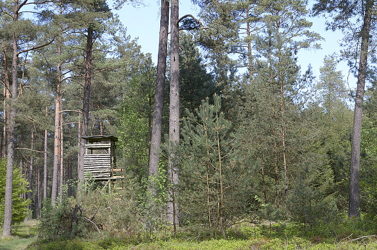 Ein hölzerner Hochsitz in einem Mischwald.