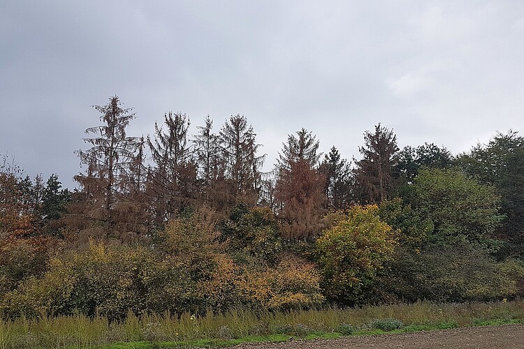 Vier hohe Fichten, die rotbraun verfärbt sind, stehen am Saum eines Waldes.