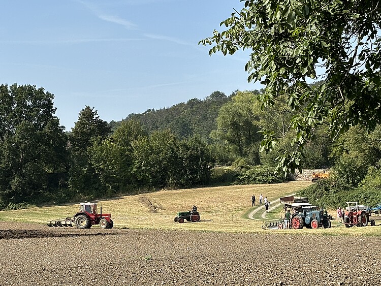 Acker und abgeerntetes Feld werden mit historischen Traktoren gepflügt, im Hintergrund Wald.