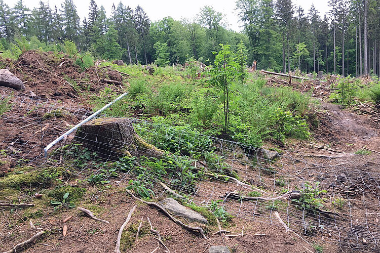 Neuanpflanzung im Wald, darum ein umgerissener Maschendrahtzaun.