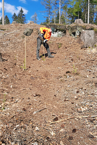 Ein Forstmitarbeiter mit orangefarbener Jacke pflanzt einen Jungbaum.