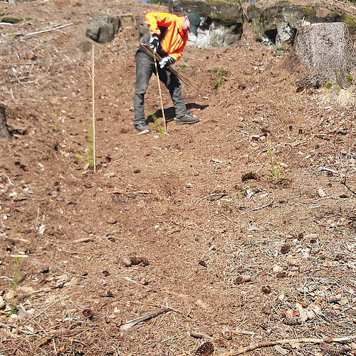Ein Forstmitarbeiter mit orangefarbener Jacke pflanzt einen Jungbaum.
